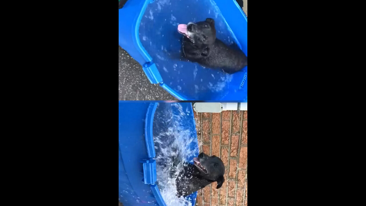 i wish i will be as happy as this dog one day