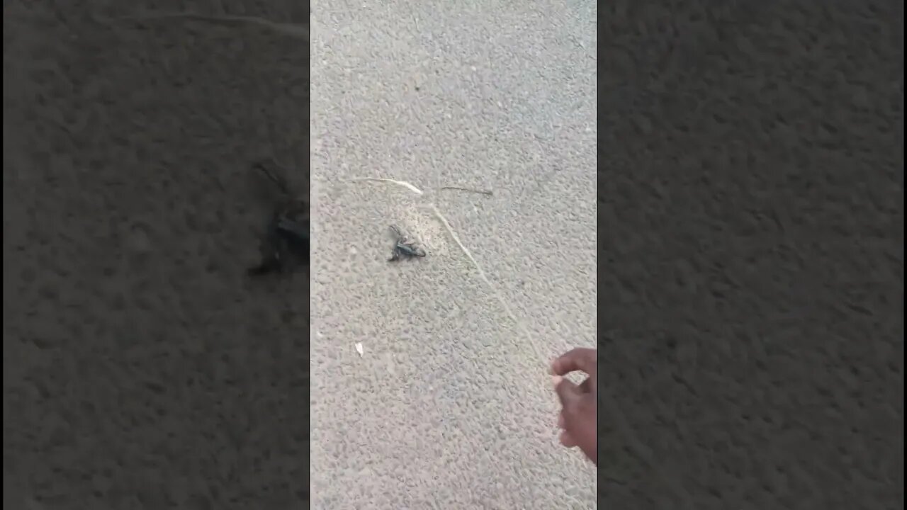Scorpio In Critical condition || #odiavlog #shorts #short #animals