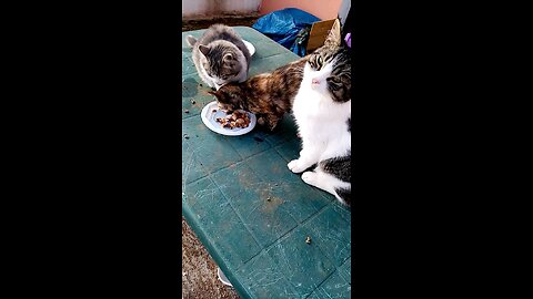 Pranzo a base di pesce