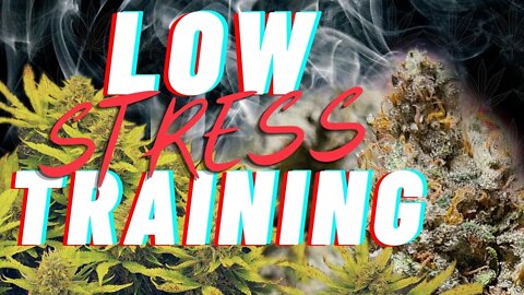 Low Stress Training | EASY GUIDE FOR BEGINNERS