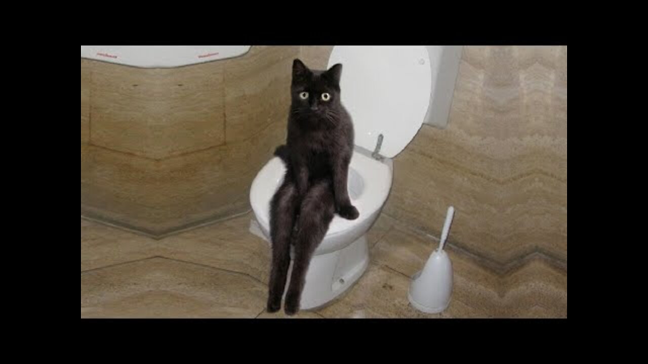 Omg So Cute Cats Best Funny Cat Videos 2021 (Part 3)