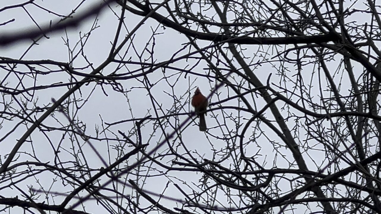 Male Cardinal Three tone