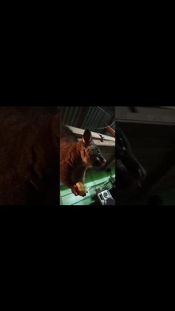 Bandit, The Australian Possum Holds on with it's tail & feet eating a banana ( Part 1 ) ( Video 12 )