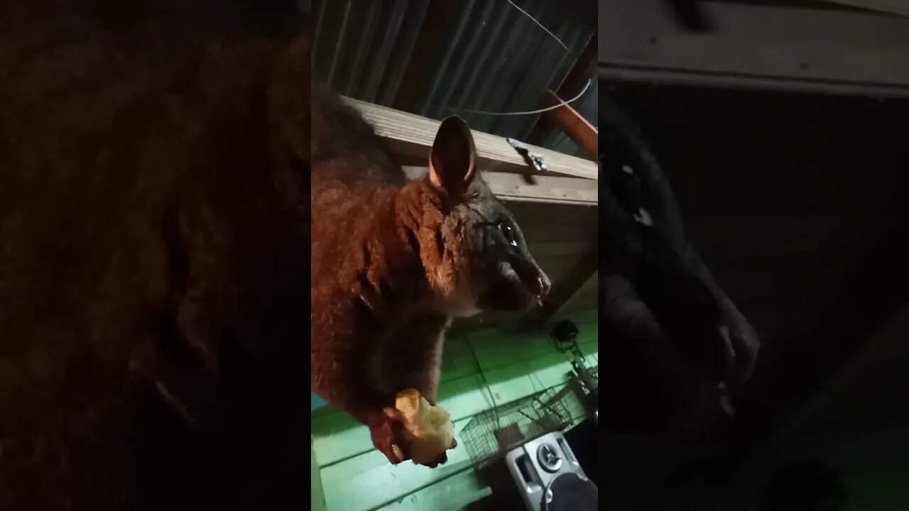 Bandit, The Australian Possum Holds on with it's tail & feet eating a banana ( Part 1 ) ( Video 12 )