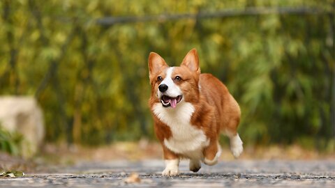 Corgi dogs play and walk in the open air