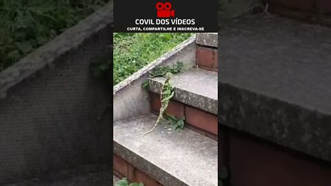 laagarto do michael jackson