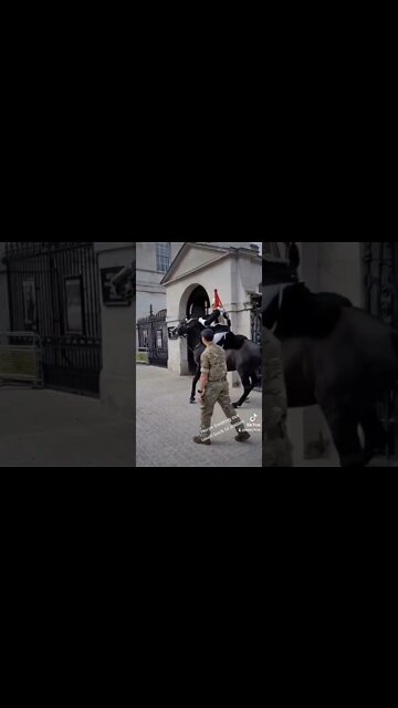 horse taken back to stables #horseguardsparade