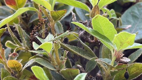 Baby Praying Mantis