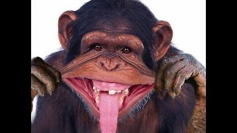 Get Ready for Laughter! Crazy Moments with Funny Animals!