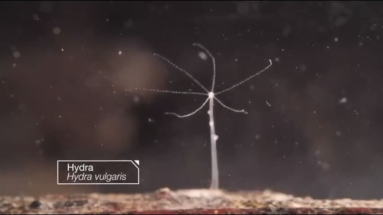 Hydra Vulgaris - Are these Mini-Monsters in the Jab?
