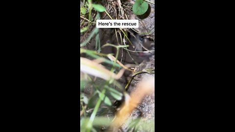 Kitty Rescue