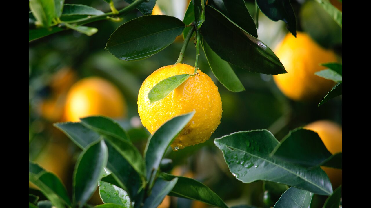 EP1 Fall Asleep Soundly in Minutes . Relax with soothing sound of rain on a lemon tree.