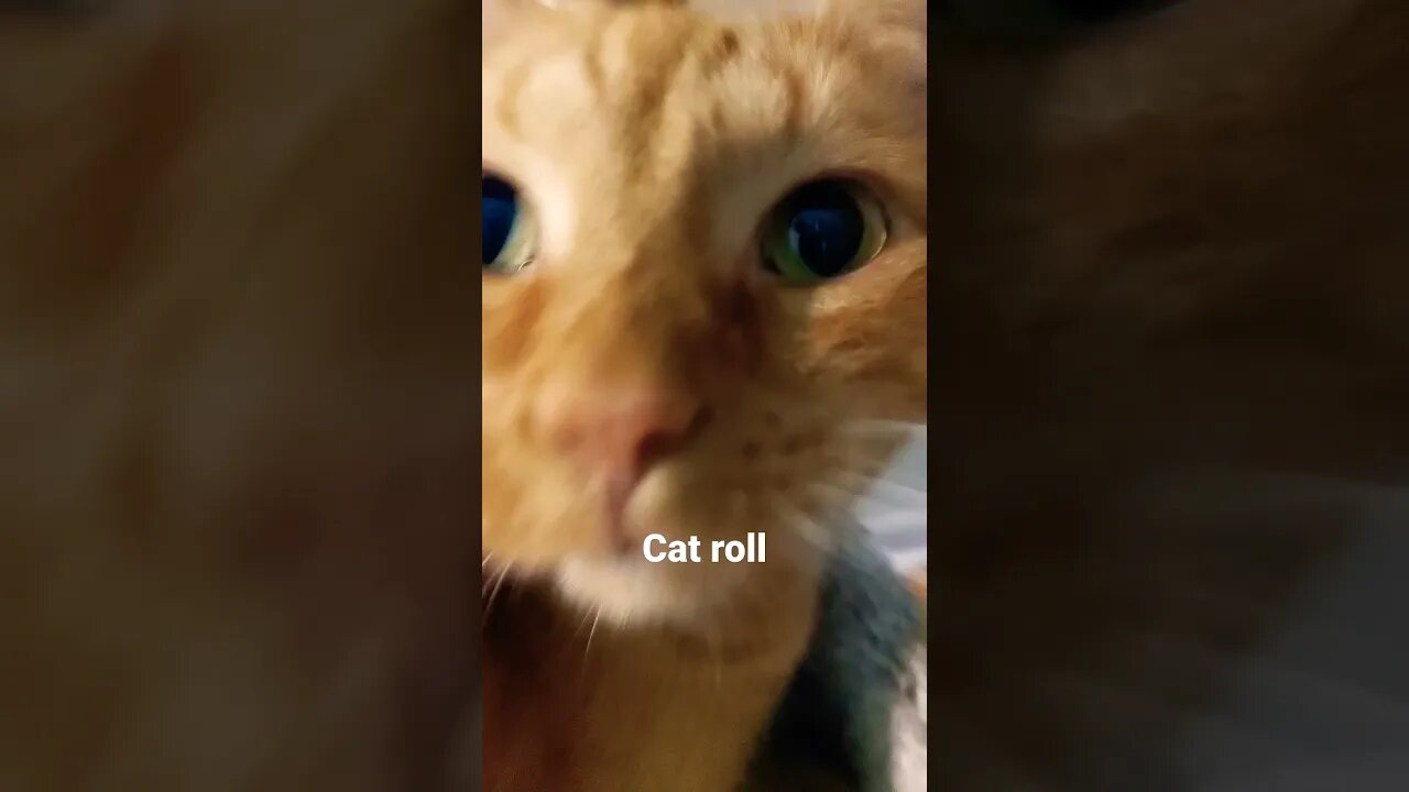 cat roll