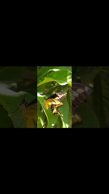 Butterfly 🦋