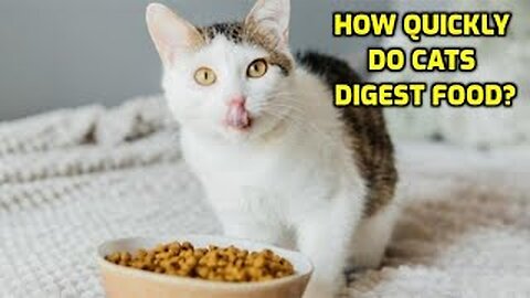 How Long Does It Take For Cats To Digest Food?