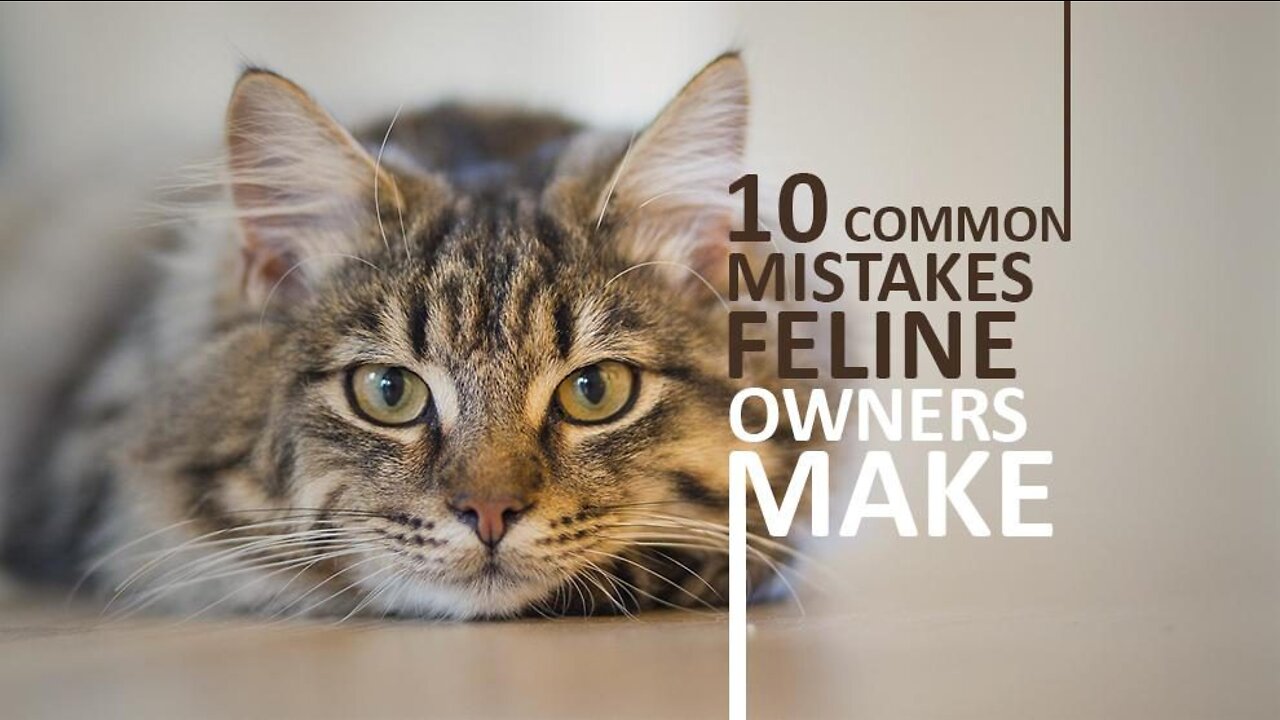 20 Common Mistakes Cat Owners Make