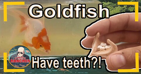 Where are a Goldfish's Teeth?