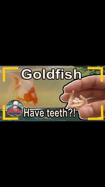 Where are a Goldfish's Teeth?