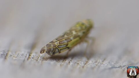 Capture The Moment Of Pooping Small Insects