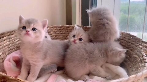 🐱Cutest Cats🐱Videos Compilation#081