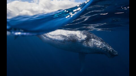 Whales grazes disaster at sea