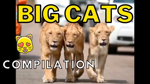 Big Cats Compilation Vol. 2 - Wild Cats Being Adorable