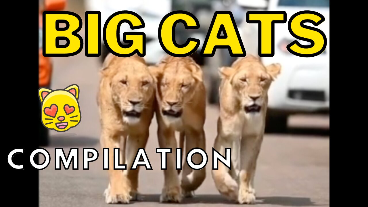 Big Cats Compilation Vol. 2 - Wild Cats Being Adorable