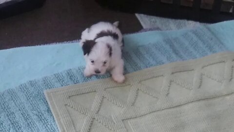 F Litter