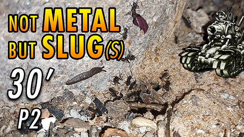 ASMR | Ants night meeting with friendly slimy visitors - 30' P2