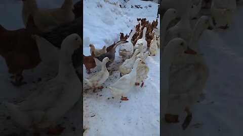 #geese #ducks #shorts