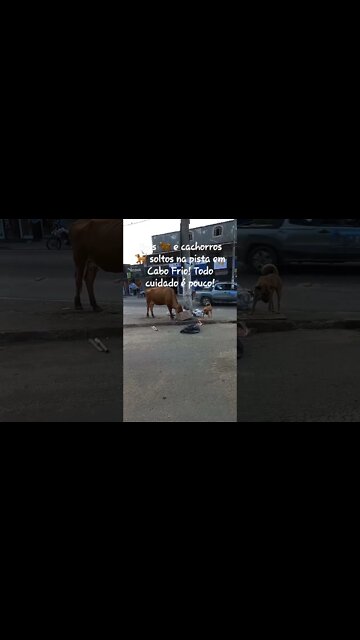 Bois e cachorros soltos na pista em Cabo Frio! Cuidado motoristas! #shorts #riodejaneiro