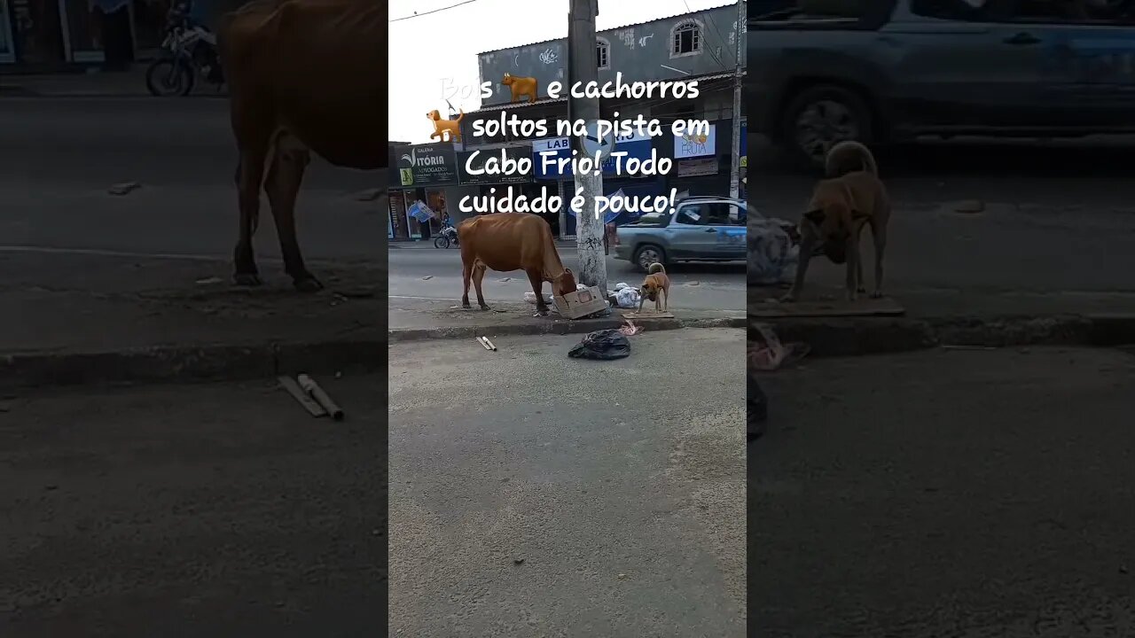 Bois e cachorros soltos na pista em Cabo Frio! Cuidado motoristas! #shorts #riodejaneiro