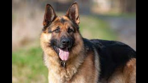 Dog(German Shepherd) with Aggression Issues - Train your dog