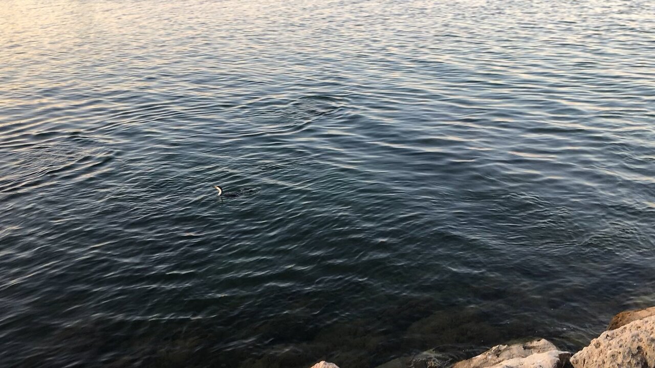 Dolphins up close to the rocks 😎🐬😎