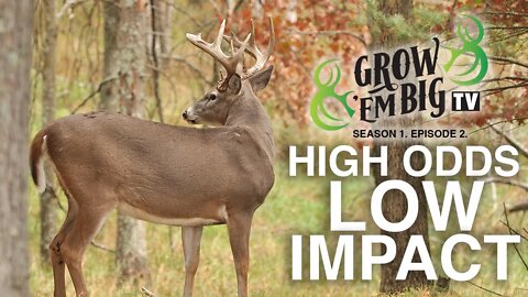 High Odds, Low Impact | Grow 'em Big TV