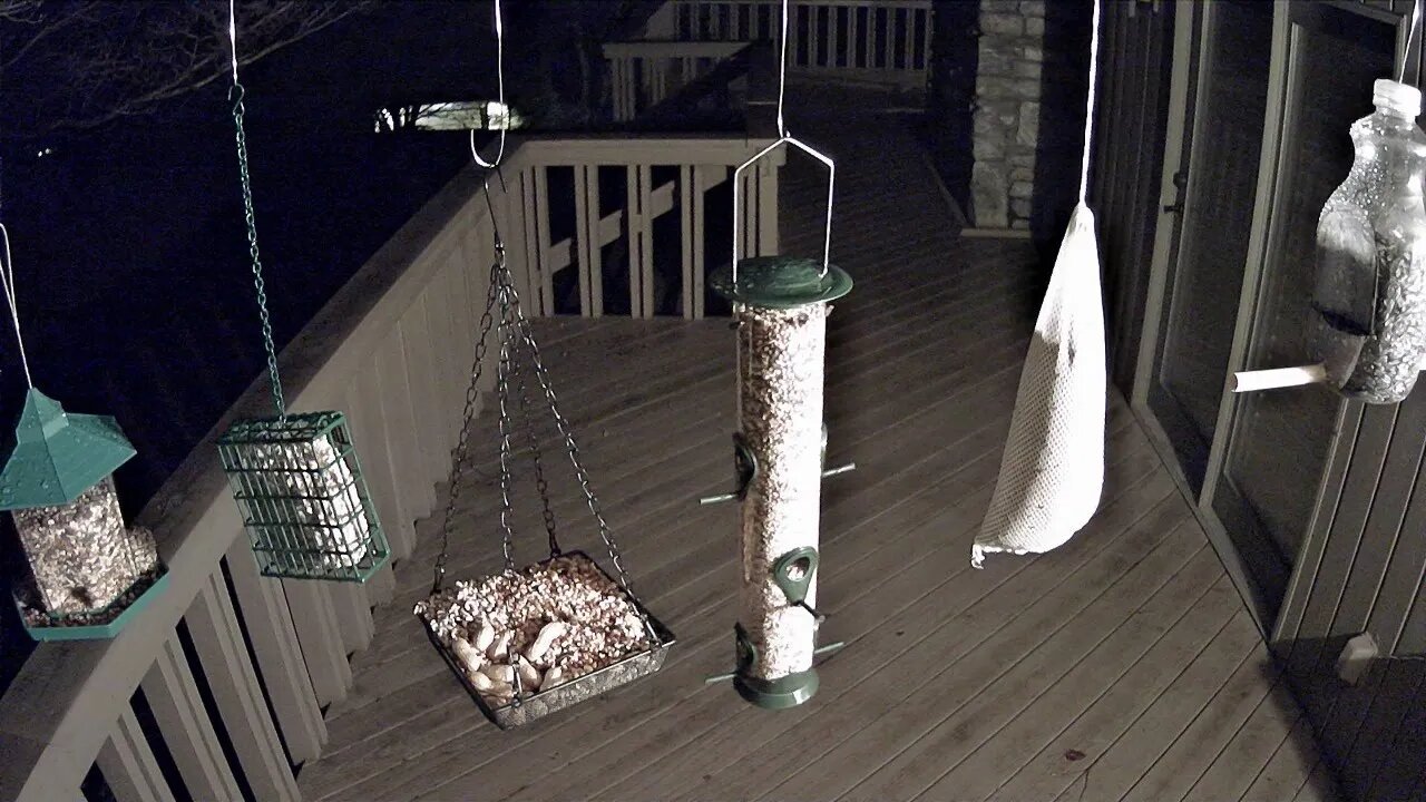 Bird Feeder In Ashville North Carolina