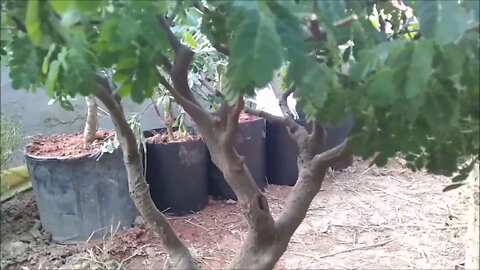dica de vasos para frutíferas pithecolobium x calabura