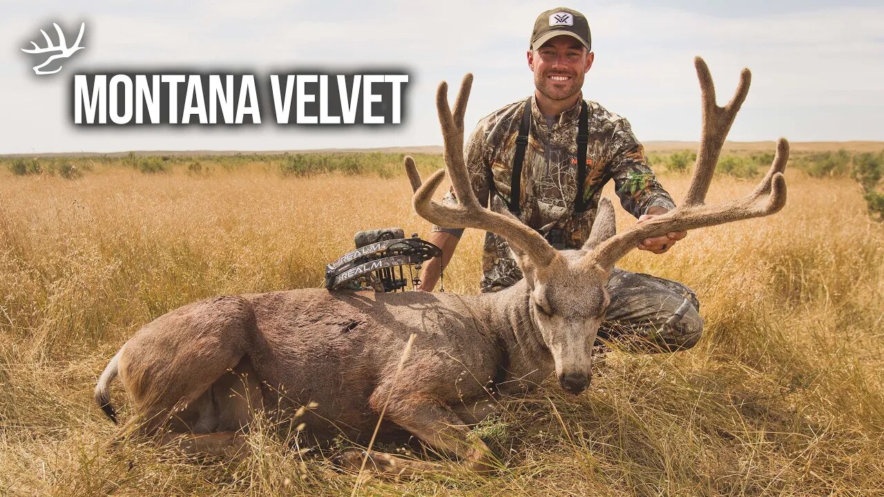 50 Yard Shot On WIDE Mule Deer In Full VELVET!