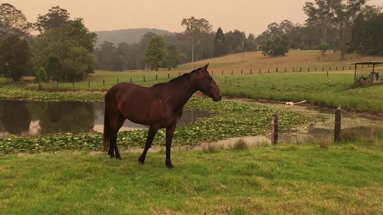 Tuppy and Bonnie moved to the paddock next to Cleo