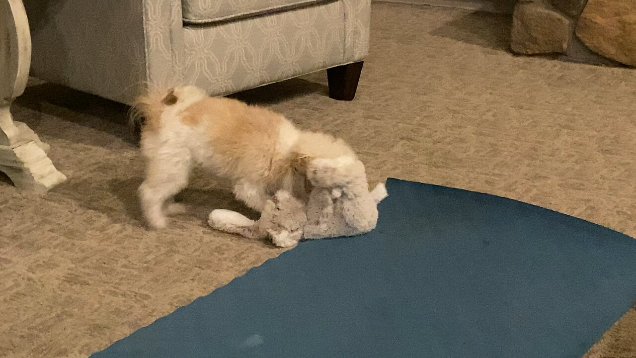 Pup tries to beat up a stuffed animal.