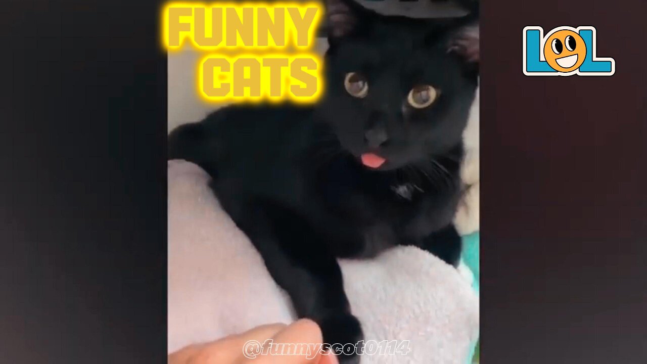 funny cats