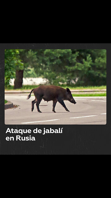 Jabalí ataca a niños en una ciudad rusa