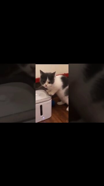 cute animals #short #shorts #cute animals 99