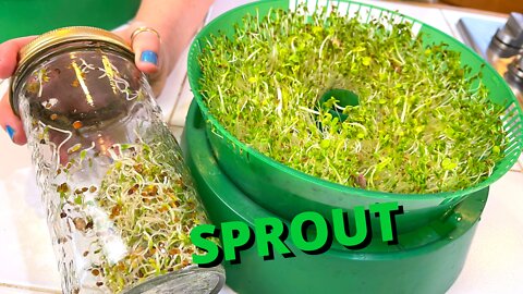 How to grow sprouts at home without soil