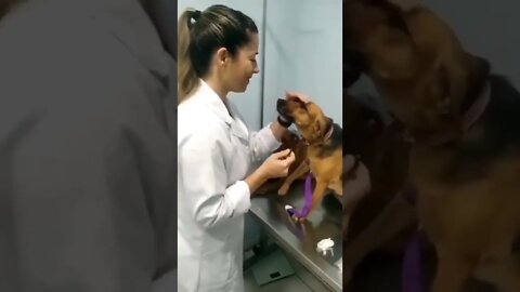 🐶Look At The Way He Looks At Her, He's In Love💕🐕🐾