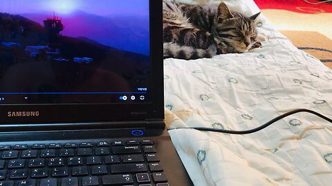 Funny Cat