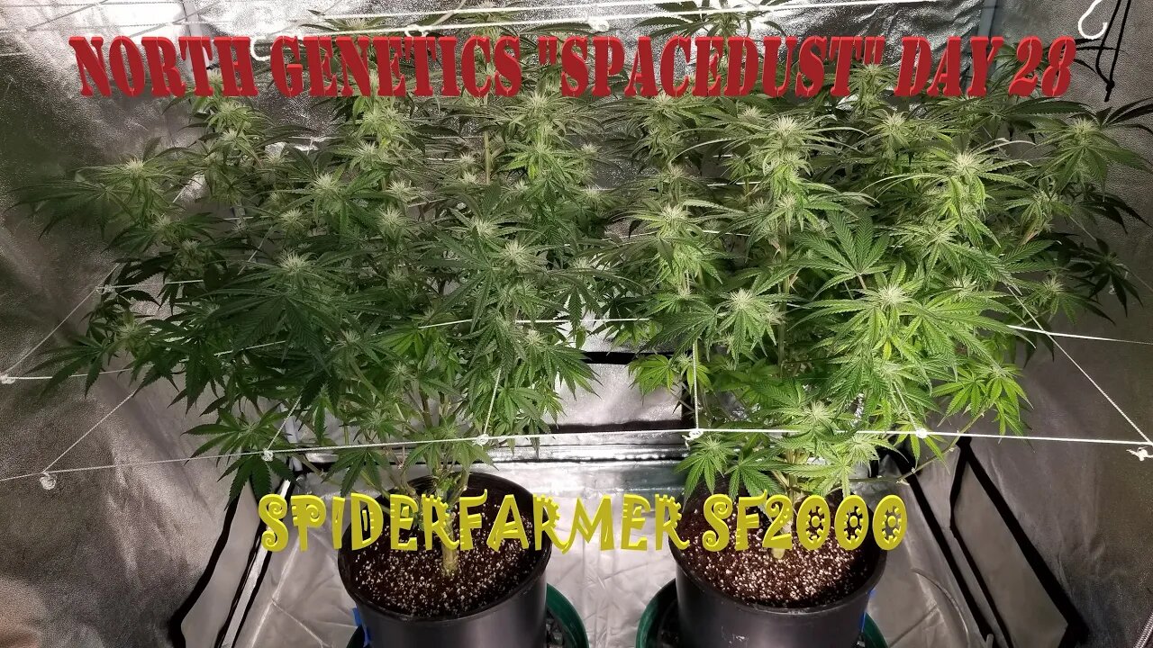 Summer Stock episode 5! #NorthGenetics - Spacedust 👽 #SpiderFarmer sf2000 day 28 DIY CO2 generator