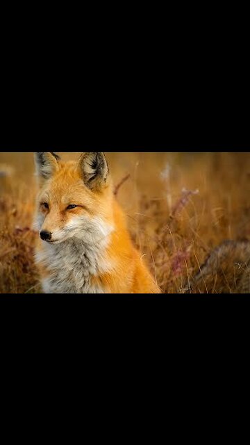 feed the wild fox
