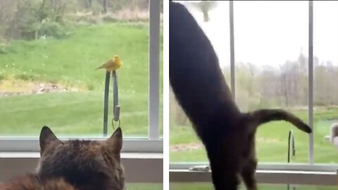 Stupid Cat Jumps On A Bird Outside Hits Mirror