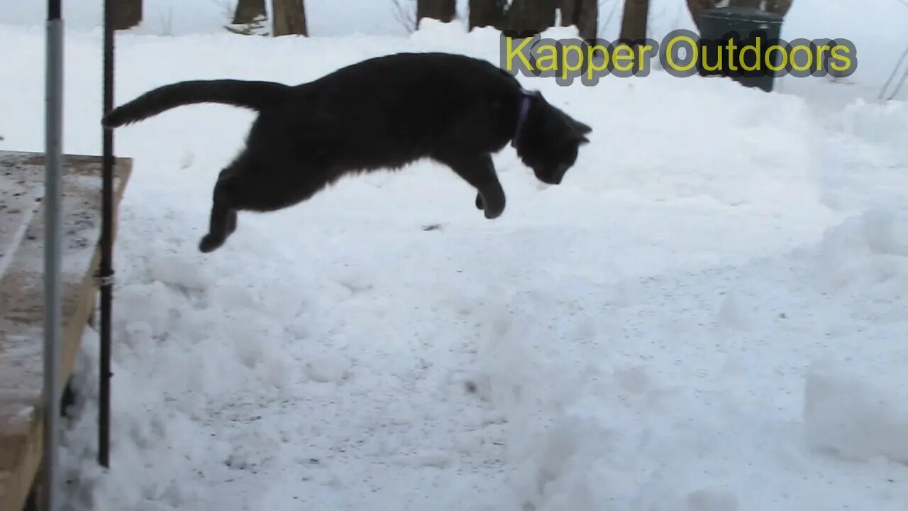 Ninja house cat leaps, dives into foot of snow and catches mouse